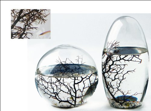 EcoSphere XL-Kugel mind. 40 Garnelen