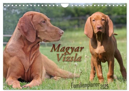 Familienplaner - Magyar Vizsla (Wandkalender 2026 DIN A4 quer), CALVENDO Monatskalender: Magyar Vizsla Kalender zum eintragen von Geburtstagen und Terminen (CALVENDO Tiere)