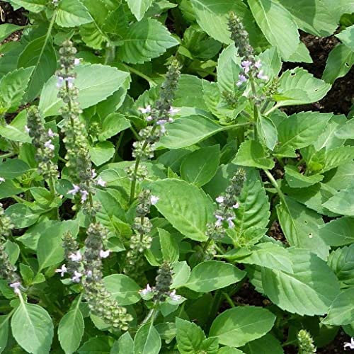 Tulsi Seeds | Holy Basil | Ocimum Sanctum | 100+ Seeds