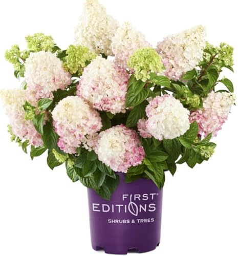 Vanilla Strawberry Hydrangea PP 20670 (3 Gallon)
