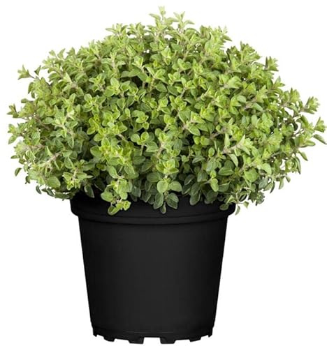 DECOALIVE Orégano GOURMET - Planta Natural para Cocinar - Hierbas Provenzales Naturales para Huerto Urbano