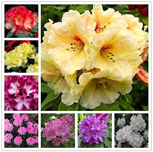 Graines de fleurs de rhododendron fraîches à planter en mélange paquet de 100 graines
