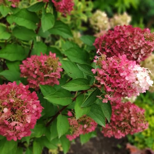 ortensia pannocchia balcone giardino ufficio che amano 1piante