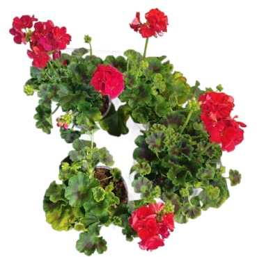 Geranios Rojos DECOALIVE Pack de 4 Plantas Naturales con Flores Rojas