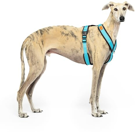 Reflektierendes Hundegeschirr in Y-Form, ideal für Lebreles: Italienischer Windhund, Whippet, Windhund, Podenco - sicher, atmungsaktiv und langlebig, perfekt zum Training und Laufen, Himmelblau, S