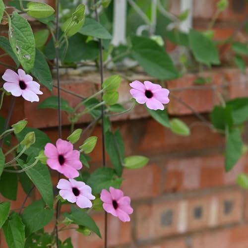 Semi di Susan dagli occhi neri ornamentali, decorazione, decorazione rampicante la Susanna dagli occhi neri da giardino roccioso resistenti 220pcs