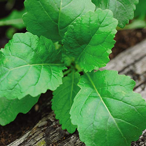 Wasabi Rocket Easy Grow Your Own 1 Packet by Thompson and Morgan