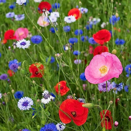 EFA International, Wildflower Seeds UK, Meadowmax Paradise for Pollinators, UK Native Wildflower Seed, Wild Flowers Seeds UK, Attract Bees and Butterflies (4 Grams)