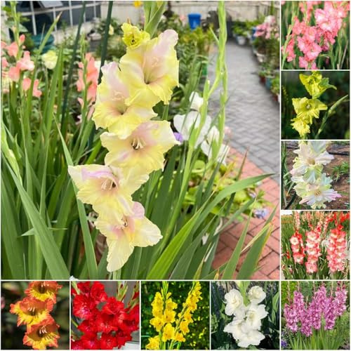 gladiolen - topfpflanzen draußen winterhart garten blumenzwiebeln balkonpflanzen büropflanzen exotische garten - Seltene - hochbeete für 9zwiebeln