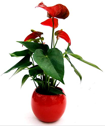 POWERS TO FLOWERS - MINI ANTHURIUM ROSSO DA TAVOLO, IN VASO CERAMICA ROSSO SFERICO, vaso 11cm, pianta vera