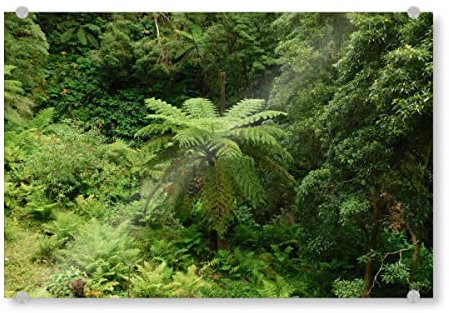 artboxONE Acrylglasbild 30x20 cm Natur Landschaft mit Baumfarn Bild hinter Acrylglas - Bild Farn baumfarn Farn