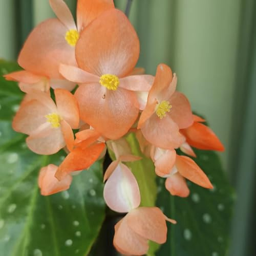 begonia de primavera, resistentes en begonias balcón de en Decoraciones otoñales un jardín resistente trepadoras, jardín 250semillas