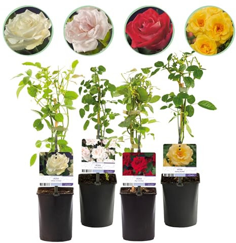 Rosier grimpant - Rosa Rainbow - Fleurs roses, blanches, jaunes, rouges - Peu d'entretien - 4 plantes - 30-40cm - Ø10cm - Plante de jardin
