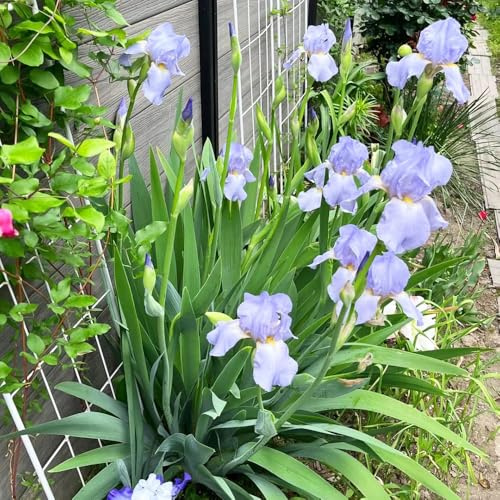 lirios perennes resistentes - semillas de primavera de jardín interior balcón iris exóticas jardín del balcón 20pcs