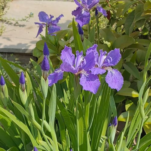 semillas de iris, exóticas iris tectorum, de otoño, semillas de variedades antiguas raras 50pcs