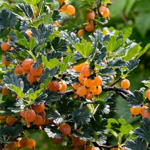 Stachelbeeren johannisbeeren - kräutersamen baumsamen obstpflanzen topfpflanzen draußen winterhart balkon kräutergarten zimmerbonsai bonsai pflanzendeko pflanzensamen 600samen