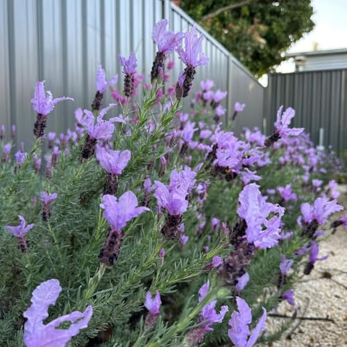semi resistenti di lavanda - decorative perenni tappezzante giardino 50pcs