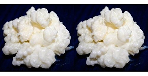 Packung 2X 40g Milchkefir Pilz/Knollen + Anleitung + Rezepte + Hilfe und Beratung in Deutsch - KEFIRALIA®
