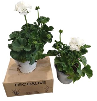 Geranios Flores Blancas | Set 2 Unidades |DECOALIVE |Plantas Vivas y Naturales