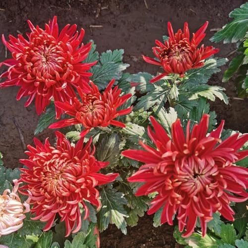 semi di crisantemo, perenni resistenti balcone esotiche giardino tappezzanti per balconi 300pcs