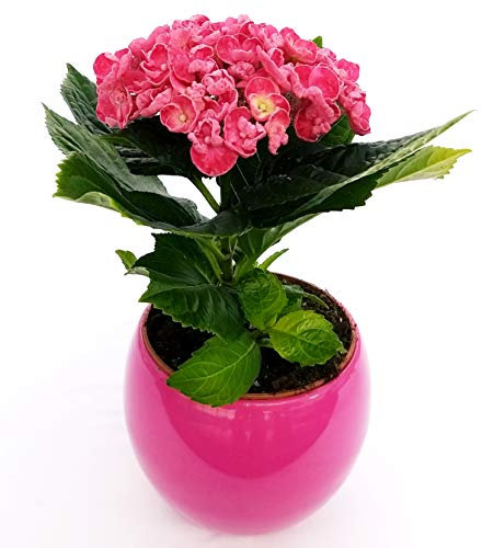 POWERS TO FLOWERS - ORTENSIA ROSA IN VASO CERAMICA FUCSIA SFERICO, pianta vera