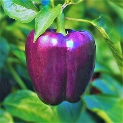 1 Pack of 50 SEEEDS Sweet Pepper - Purple Violet Bell