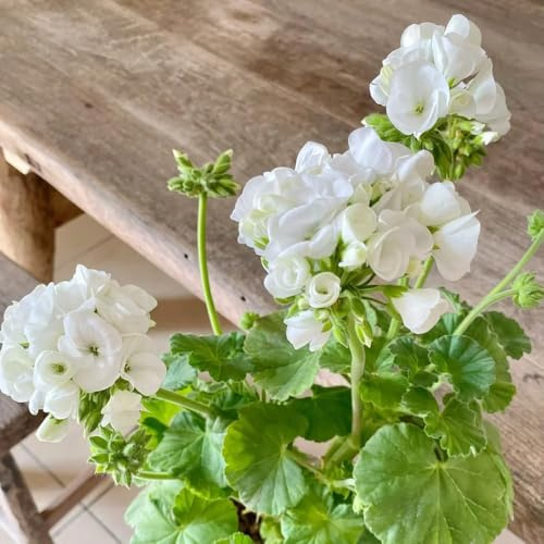 100 pezzi semi di geranio - semi del giardino del balcone, resistenti balcone per il giardino, resistenti
