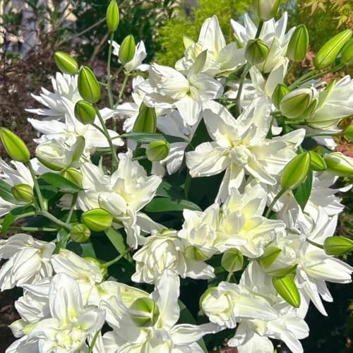 lilien gartenpflanzen gartenblumen dekopflanzen blumenzwiebeln frühblüher dachbegrünung frühlingsblumen pflanztöpfe zimmerpflanzen topfpflanzen pflanzenkübel pflanztopf hochbeete für 4zwiebeln