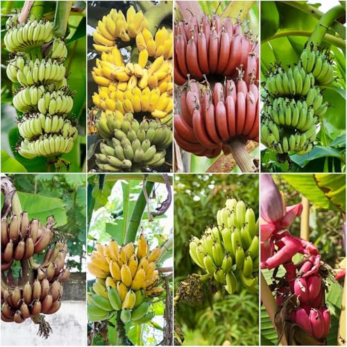 banano resistente - semillas para jardín de balcón semillas plátano - Serie Raras bonsái perennes resistentes Musa Basjoo banano resistente 30pcs