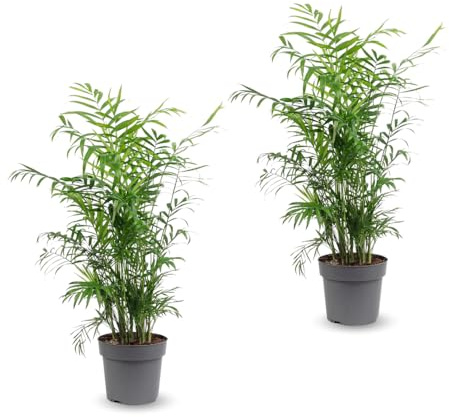 Attitude Jardin - Lot de 2 Chamaedorea elegans - palmier d'intérieur - 70-80 cm - ⌀ 17 cm - purificateur d'air