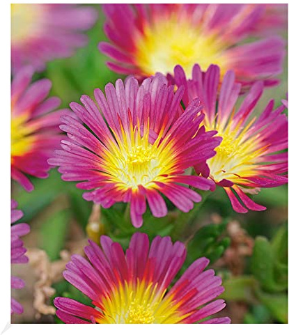 BALDUR Garten 3x Winterharte Eisblume Hot Pink Wonder, im 9x9 cm-Topf | Steingarten- Pflanzen, winterharte Staude, trockenresistent, mehrjährig, blühend, Delosperma congestum