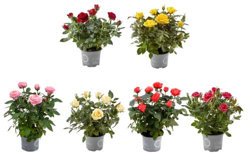 Rosal Miniatura | Pack 6 Plantas | Flores de Colores | Plantas Naturales con Flor