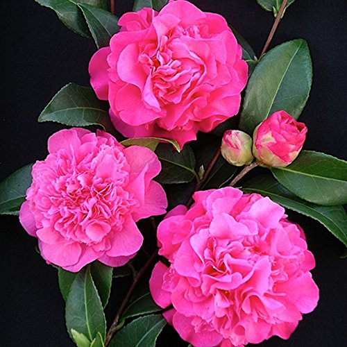 GardenersDream Camellia Williamsii Debbie Plant - Outdoor Garden Ready Hardy Shrub - Evergreen Flowering Shrub - Beautiful Outdoor Plant for Gardens, Borders, and Walls (9cm Pot, 20-30cm)