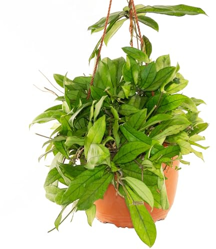 Bonplants Hoya, Pianta Vera dai Fiori di Cera, Rara in Vaso da 18 cm (CRASSIPETIOLATA)