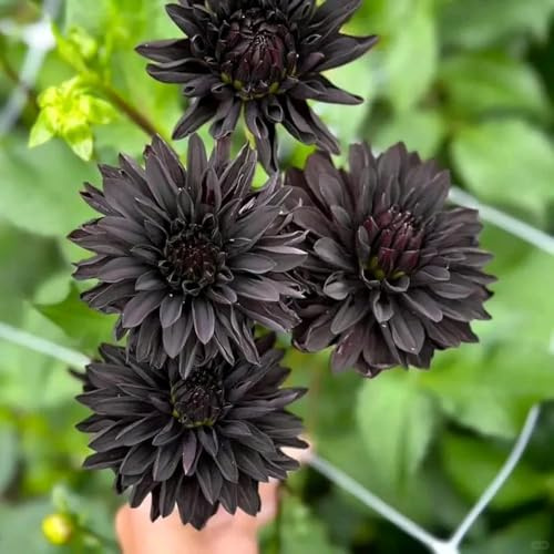 tuberi di dalia resistenti, esterno giardino Copertura del terreno 1pcs