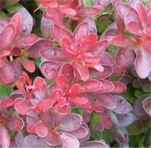 Berberis thunbergii 'Atropurpurea Nana' 15–20 cm – Winterhart, Mehrjährig, Pflegeleicht – Rote Zwergberberitze – Zierstrauch für Beet & Vorgarten