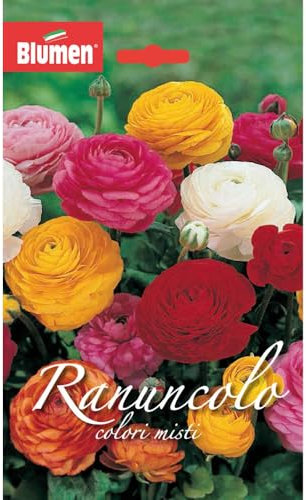 Blumen bulbi Ranuncolo colori misti confezione da 10 bulbi