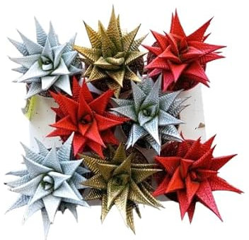 Haworthia de Navidad Natural Planta para Decorar la Casa