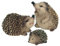 MEYAGOT 3 Pièces Figurine Décorative Hérisson, Bébé Hérisson dans Une Feuille, Statue Réaliste De Hérisson en Polyrésine pour Animaux Résistant Au Gel Et À La Décoloration