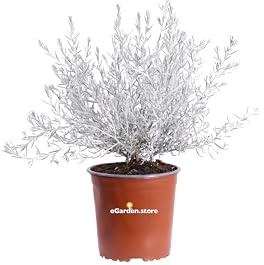 Pianta di Eremophila o Eremophila Setosa pianta da esterno ornamentale cespuglio da giardino fiore viola pianta vera venduta da eGarden.store (Vaso 17 cm)