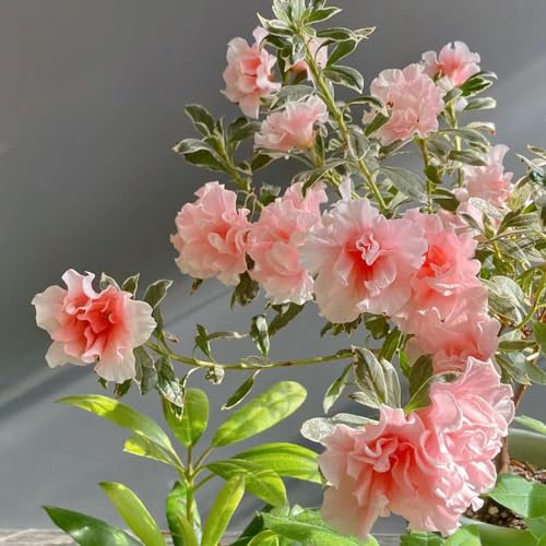 Semi di rododendro e azalea - arbusti fioriti, resistenti da balcone vecchie varietà esotico d'appartamento per giardinieri raro decorazioni da 220pcs