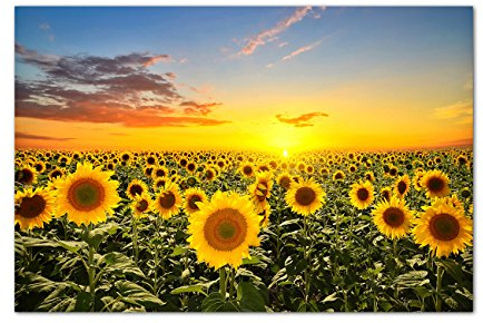Paul Sinus Art 120x80cm - WANDBILD Sonnenblumen Sonnenuntergang Himmel - Leinwandbild auf Keilrahmen modern stilvoll - Bilder und Dekoration