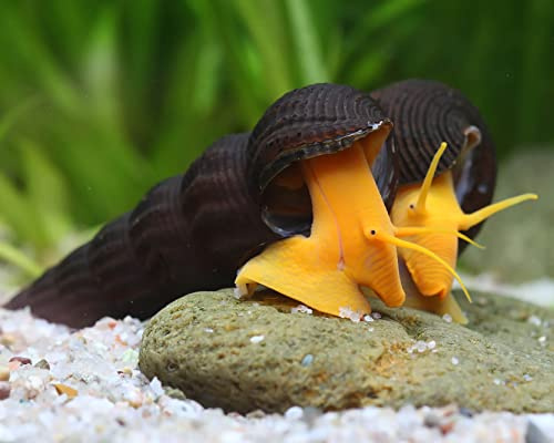 Orangene Felsenschnecke - Orange Tylomelania