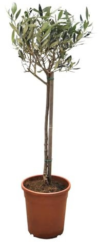 Olea Europaea Standard Stem -1x Evergreen Olive Trees with 1x Sabina Dark Grey Planter- Mediterranean Elegance for Gardens and Patios - Slow-Growing, Self-Fertile by Thompson & Morgan