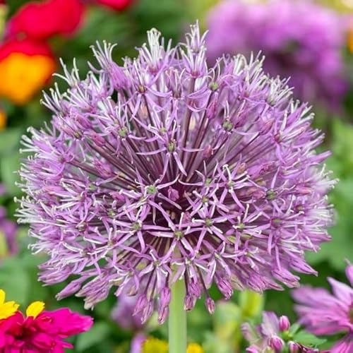 Knoblauch Kugellauch Allium Zierlauch Gigant Riesen Rosa White Blue Blau Weiß Schwarz viele Typen und Farben Wahl Zwiebeln zur Auswahl (jesdianum Shing 5 Stk.)