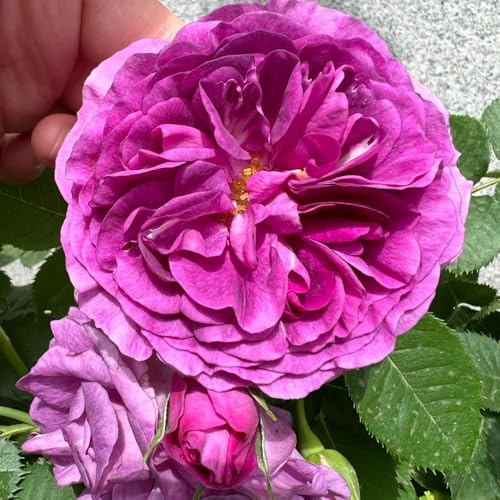 semillas de rosal, rosal trepador aromáticas, para balcón, perenne resistente que cubre suelo resistentes para jardín 250pcs