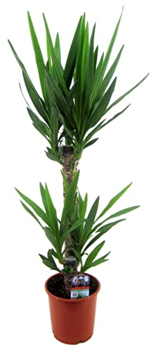 Plant in a Box - Yucca Elephantipes - Palmlilie - Palme zimmerpflanze groß - Topf 17cm - Höhe 70-80cm
