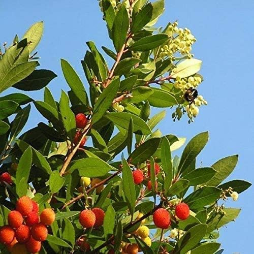 AMDGarden Pianta di Corbezzolo Cespuglio Arbutus Unedo Frutti Rossi Sempreverde Vaso 18 cm per Esterni Mediterraneo
