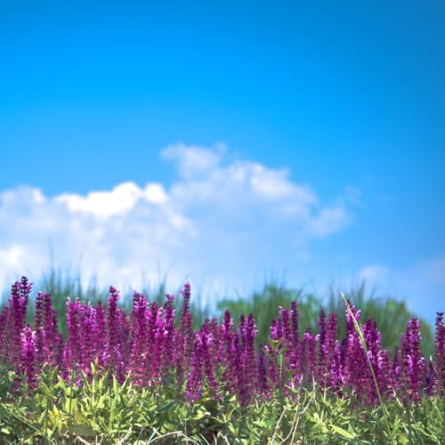 50 pezzi semi di lavanda resistenti - bonsái interni bonsái semi di lavanda esotici del prato pradera selvatica perenne,