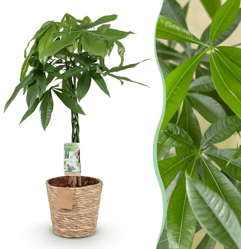Green boutiQ - Zimmerpflanzen - Geflochtener Stamm Pachira Aquatica - Geldbaum - Wenig Pflege - mit Korb - Grün - 1 Pflanze - Topf 21cm - Höhe 80-90cm